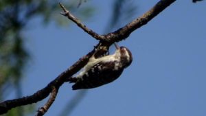 Brown-capped Pygmy Woodpecker at MSSBG