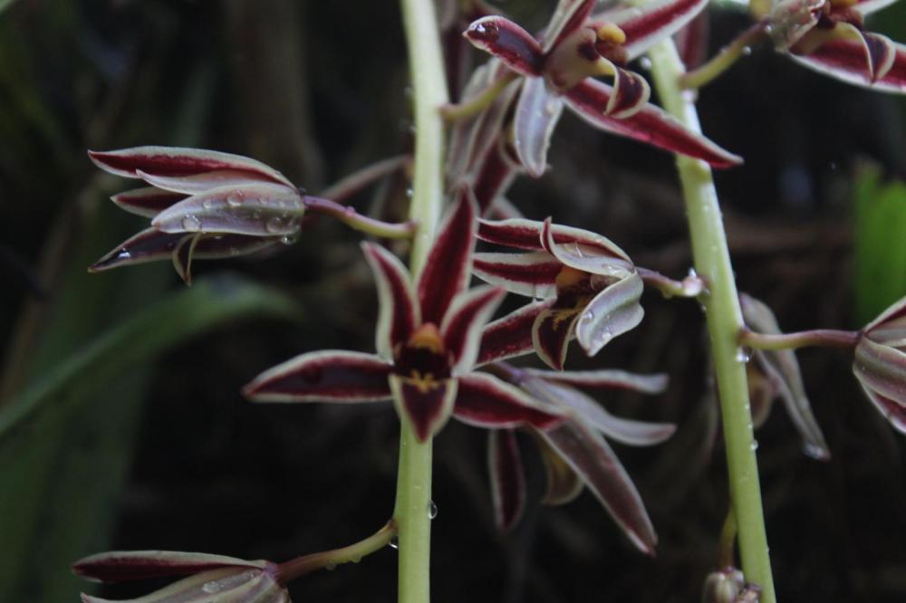 Wild ornamental orchids