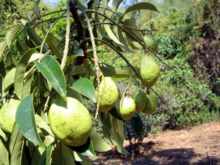 IUCN listed Western Ghats endemic species – MSSBG