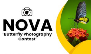 NOVA Butterfly Photography Contest