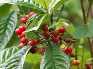 Conserving Coffee’s Wild Relatives