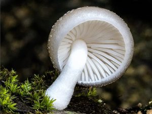 Mushrooms: – A Treasure Trough for Non Animal Proteins